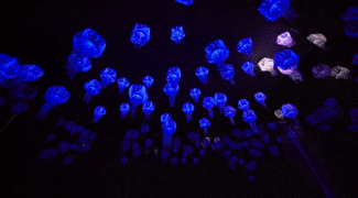 12.gif