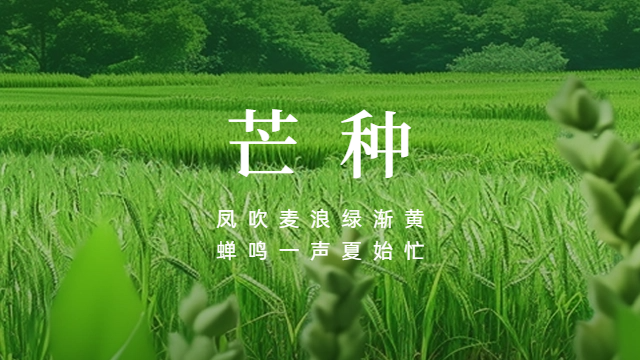 國晉：今日芒種